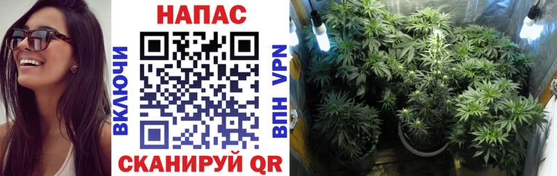Конопля план  Козловка 